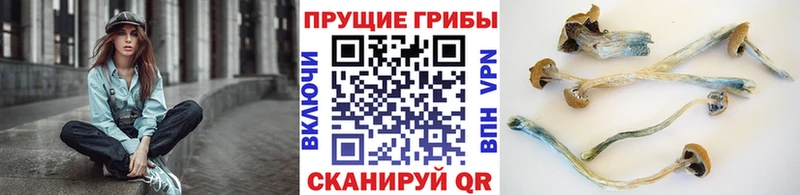 площадка какой сайт  Клинцы  Псилоцибиновые грибы прущие грибы 